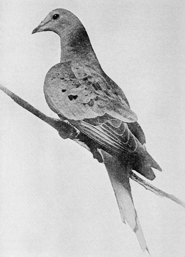 Martha the Passenger Pigeon (PHOTO FROM WIKIPEDIA) 