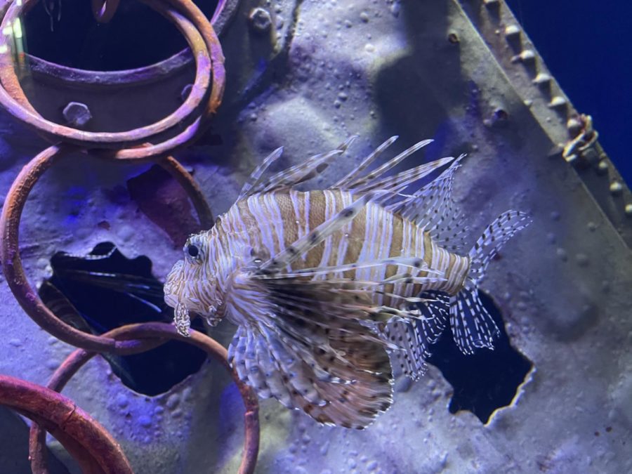 PHOTO FROM: Natalee Shriver. Picture of a Lionfish taken at Ripley’s Aquarium in Myrtle Beach, South Carolina 